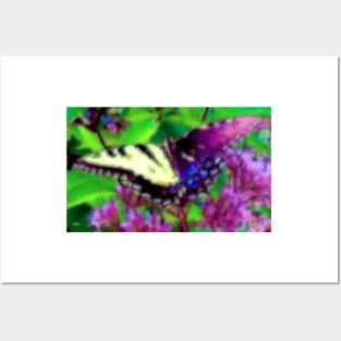 Gynandromorph Butterfly Posters and Art